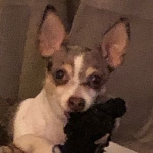 Meet your Posher, Kip